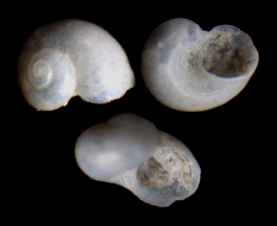 Turbinidae?